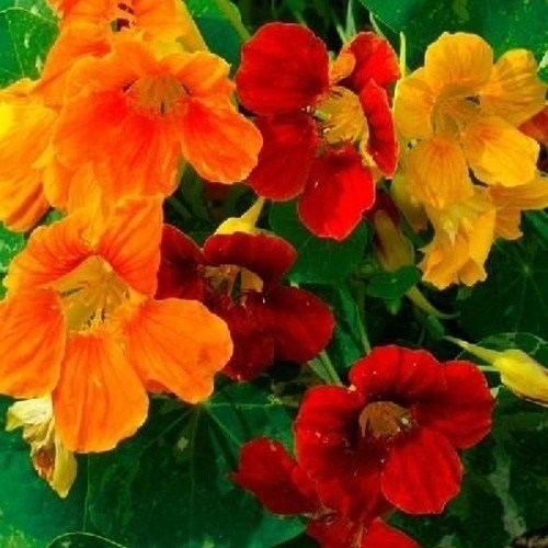 種 花たね 金蓮花混合 1袋（2500mg)
