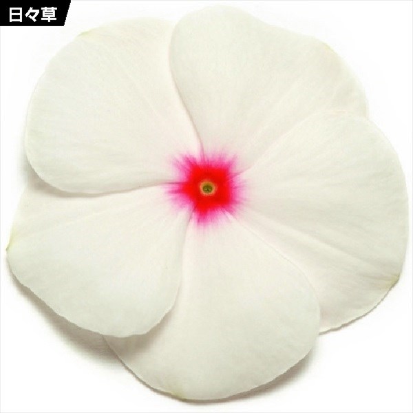 種 花たね 日々草 ポルカドット 1袋（20粒)