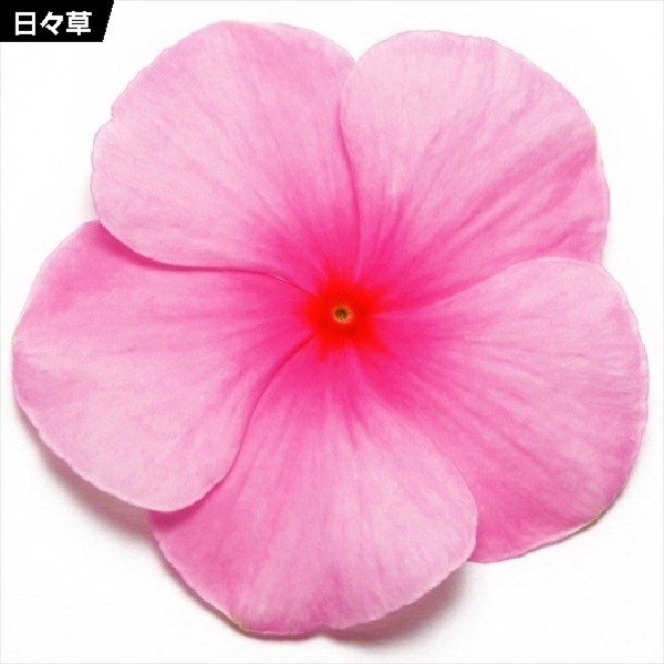 種 花たね 日々草 ピンク 1袋(20粒)