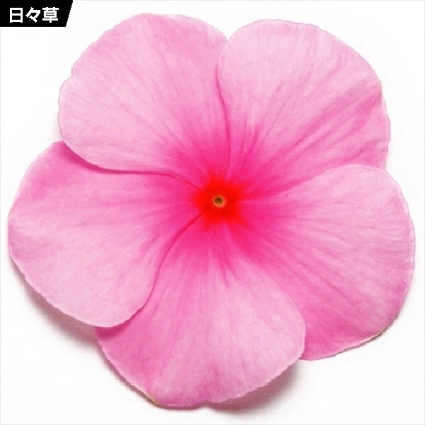 種 花たね 日々草 ピンク 1袋（20粒)