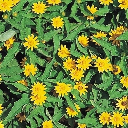 種 花たね メランポディウム 1袋（100mg)