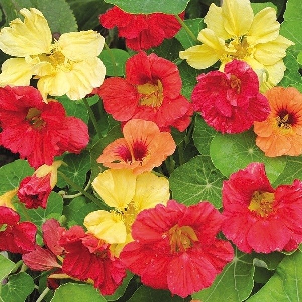 種 花たね 金蓮花 ハワイアンミックス 1袋（2000mg)