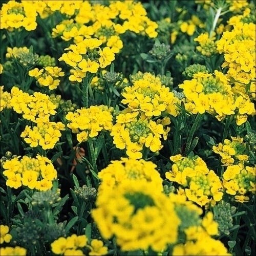 種 花たね 黄花アリッサム 1袋（200mg)