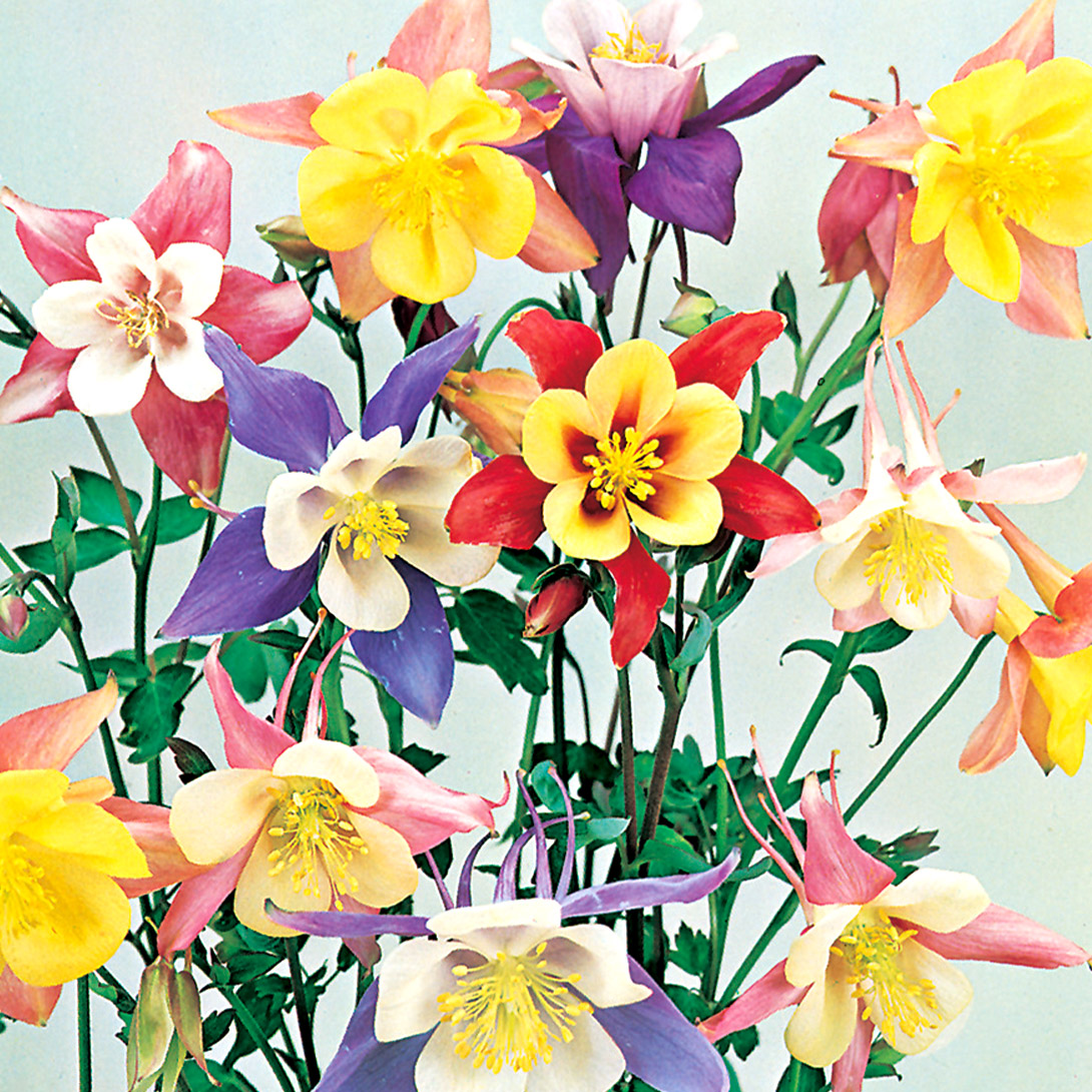 種 花たね オダマキ 西洋おだまき混合 1袋(150mg)