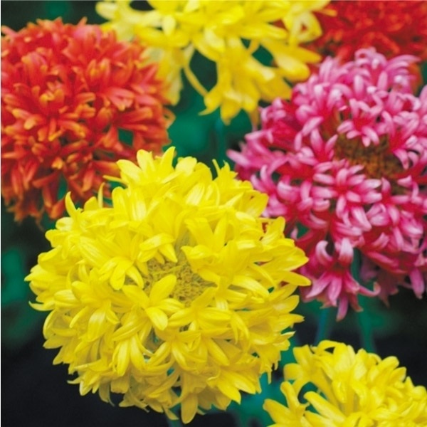 種 花たね 花壇向き ガイラルディア ダブル混合 1袋（500mg)