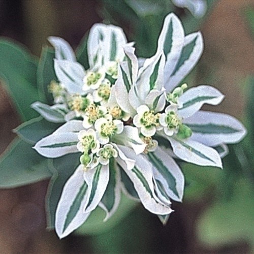 種 花たね 初雪草 1袋（30粒)