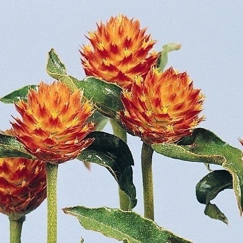 種 花たね 千日紅 オレンジ 1袋（150mg)