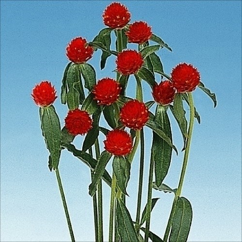 種 花たね 千日紅 ストロベリーフィールズ 1袋（150mg)