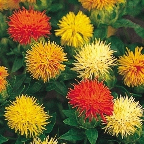 種 花たね 紅花混合 1袋（1000mg)