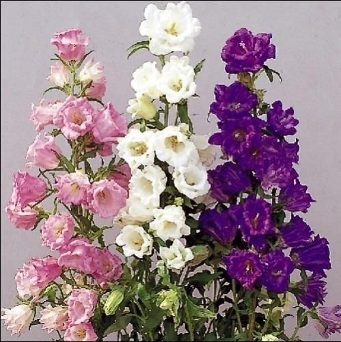 種 花たね つりがね草 カップ＆ソーサーミックス 1袋（100mg)