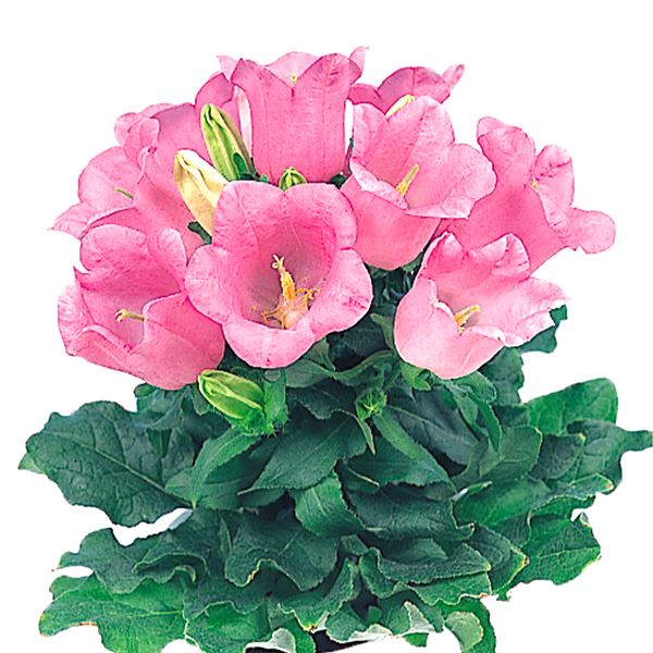 種 花たね つりがね草 ピンク 1袋(100mg)