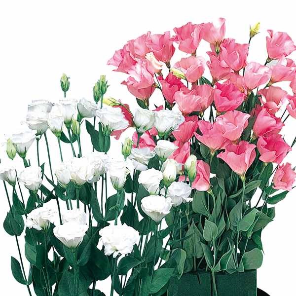 種 花たね トルコキキョウ桃白 1袋（20粒)