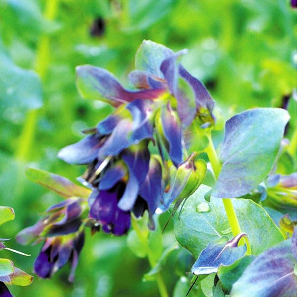 種 花たね セリンセ マヨール 1袋（500mg)