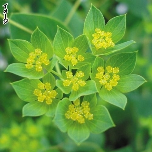 種 花たね 切花向き ブプレウルム 1袋（300mg)