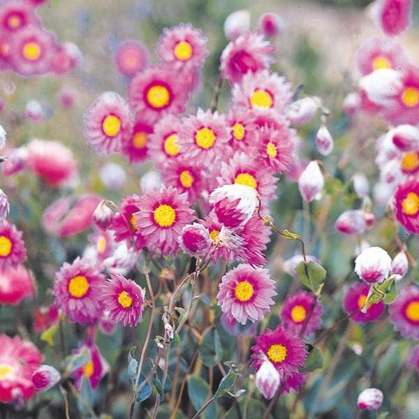 種 花たね ローダンゼ ローズ 1袋（200mg)