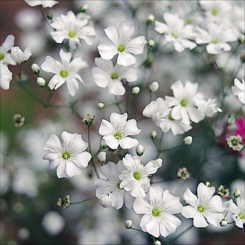 種 花たね 白花かすみ草 1袋（400mg)