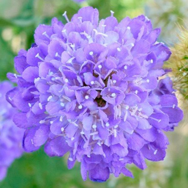 種 花たね スカビオサ ブルー 1袋(300mg)