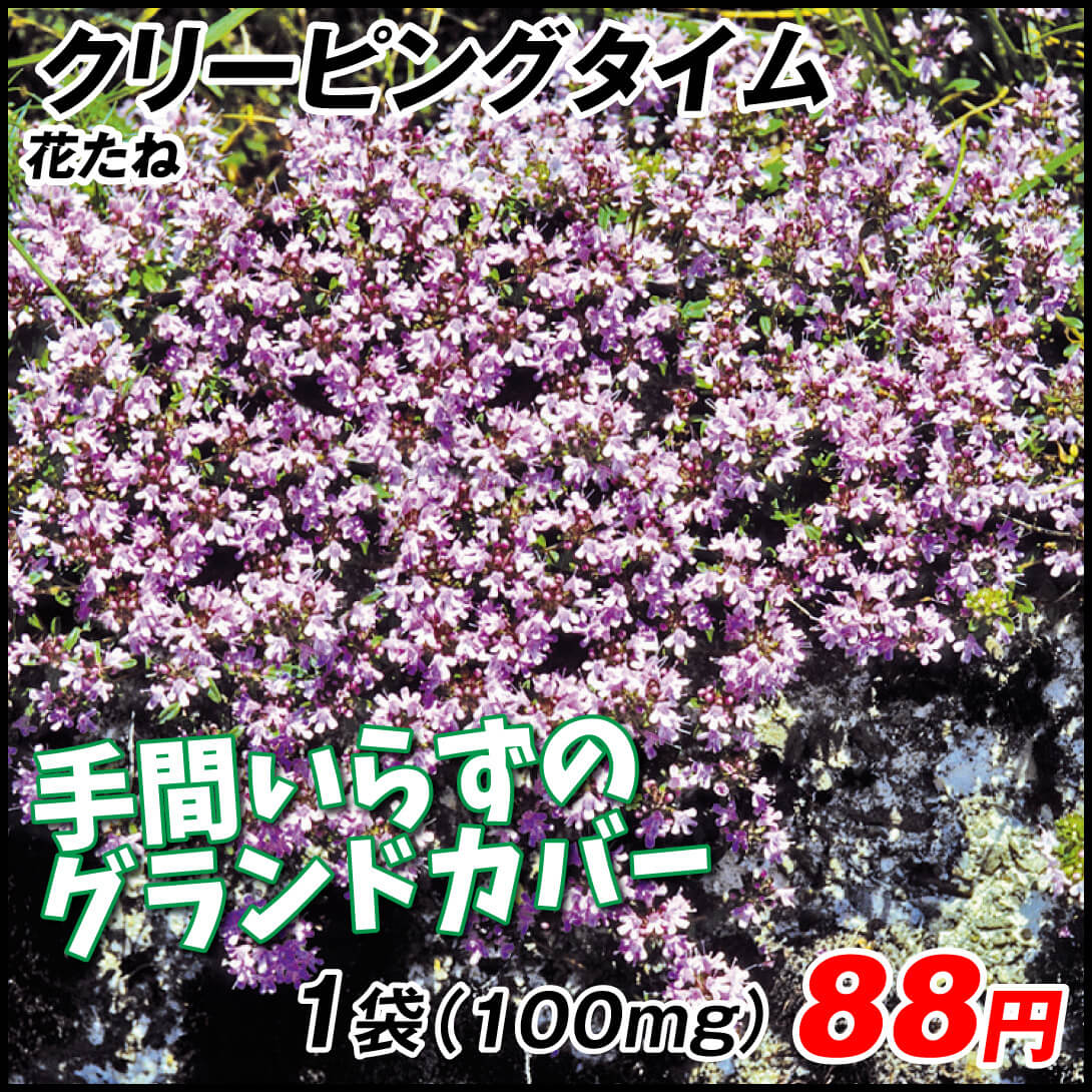 種 花たね 多年草 クリーピングタイム 1袋（100mg)