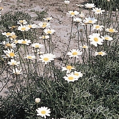 種 花たね 切花向き 観賞用白花除虫菊 1袋（20粒)