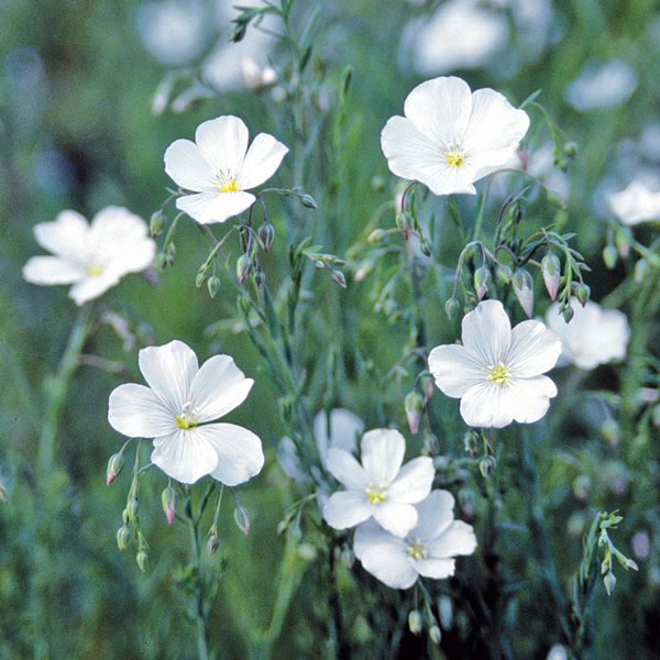 種 花たね 宿根アマ 白花 1袋（400mg)
