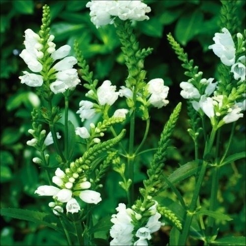 種 花たね フィソステギア 白花 1袋(100mg)