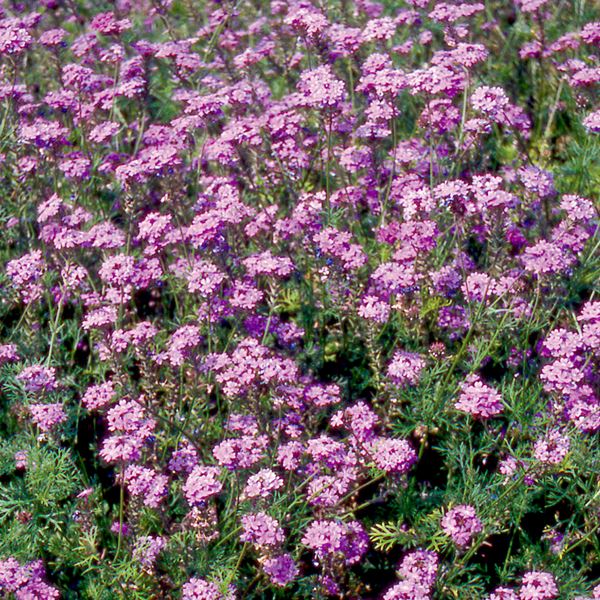 種 花たね 宿根バーベナ 紫花 1袋(100mg)