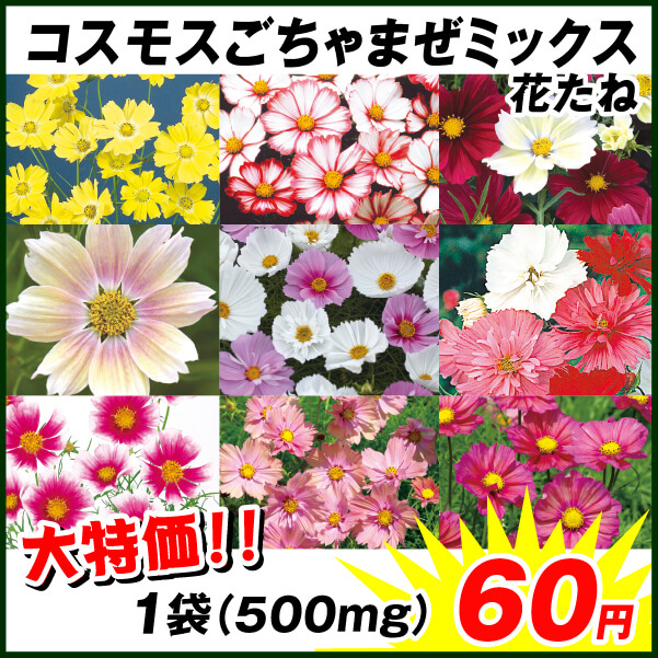 種 花たね コスモスごちゃまぜミックス 1袋(500mg)