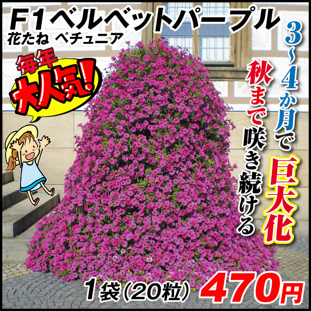 ペチュニア ベルベットパープル