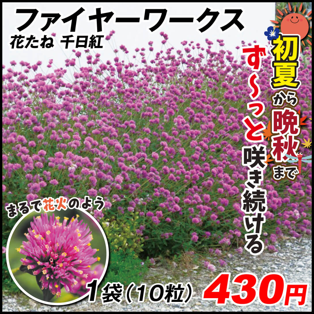 種 花たね 千日紅 ファイヤーワークス 1袋（10粒)