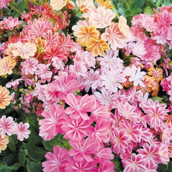 種 花たね レウィシア エリーゼミックス 1袋（15粒)
