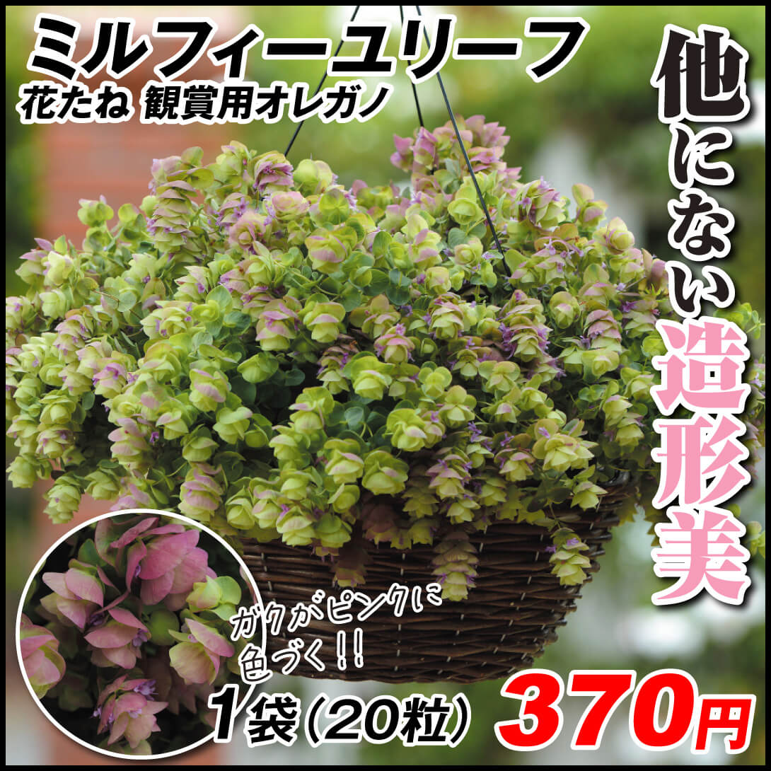 種 花たね 観賞用オレガノ ミルフィーユリーフ 1袋（20粒)