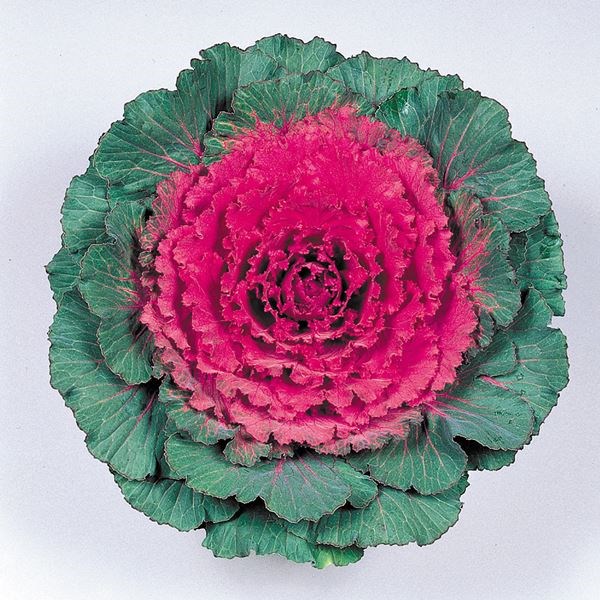 種 花たね 葉牡丹 F1紅鏡 ※石井育種場育成品種 1袋（15粒)