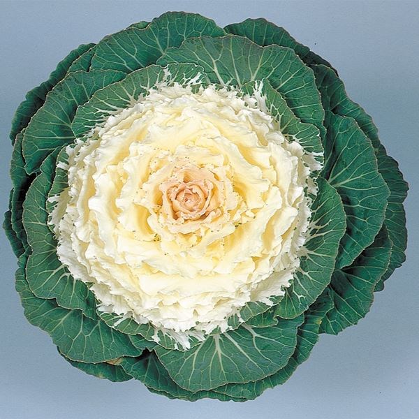 種 花たね 葉牡丹 F1白帆 ※石井育種場育成品種 1袋（15粒)