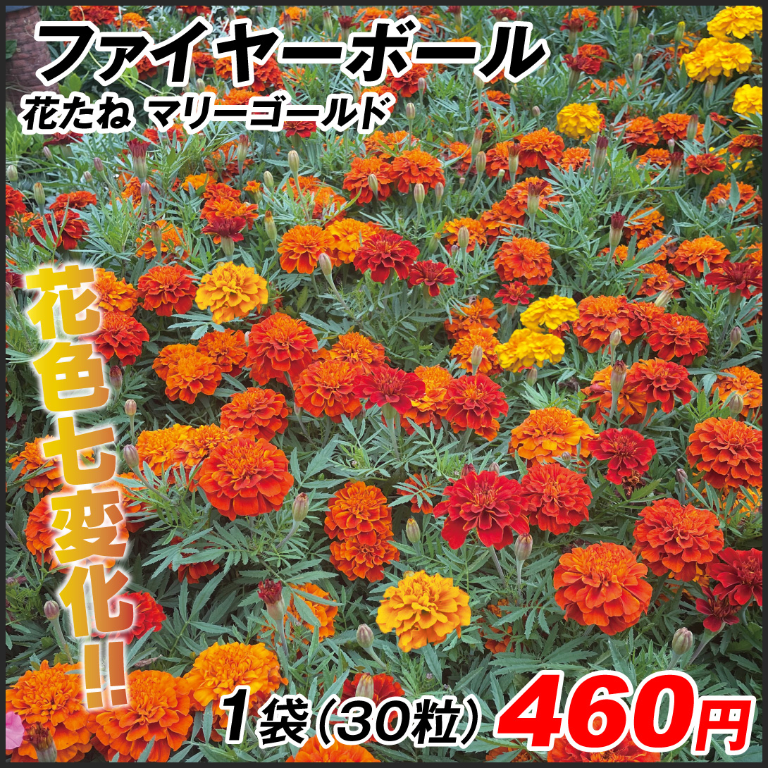 種 花たね フレンチ マリーゴールド ファイヤーボール 1袋（30粒)