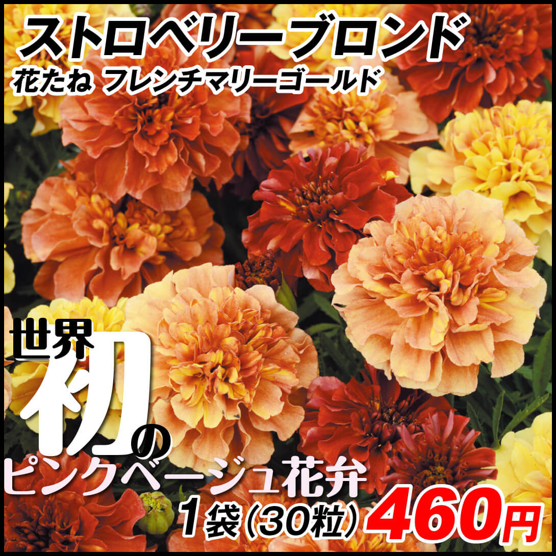 種 花たね フレンチ マリーゴールド ストロベリーブロンド 1袋(35粒)