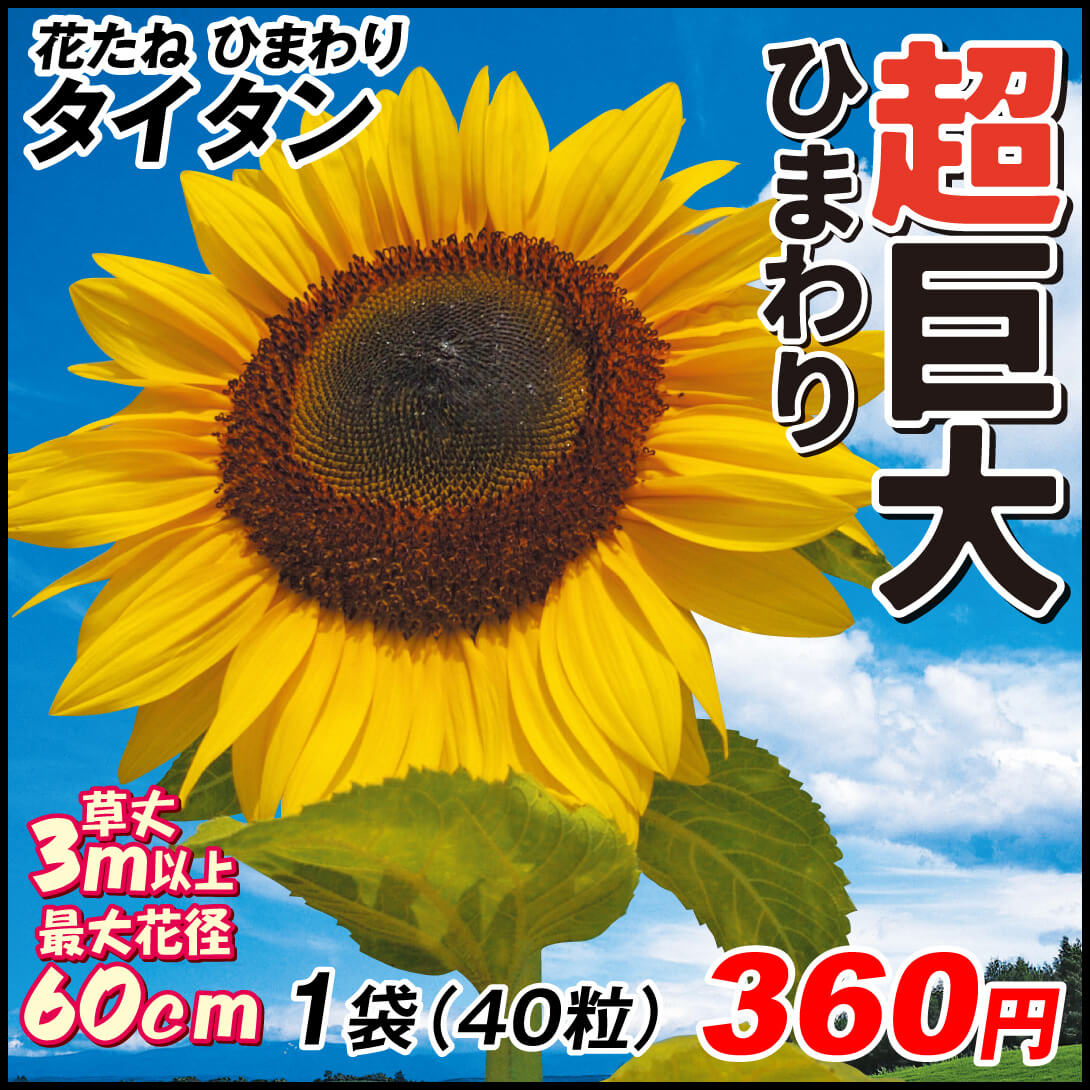 ヒマワリ タイタン