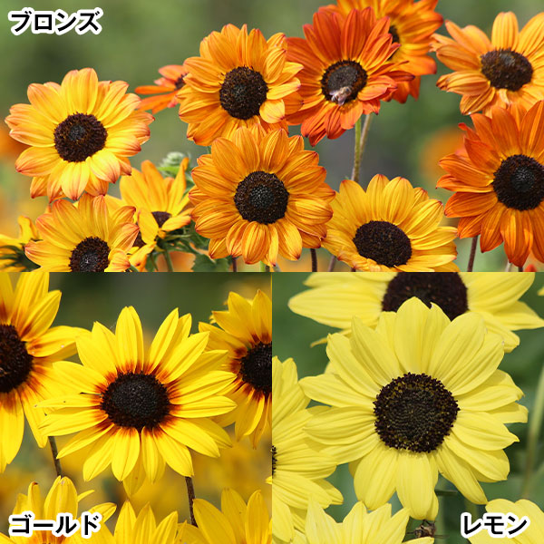 種 花たね 姫ひまわり ソルナセット 3種3袋