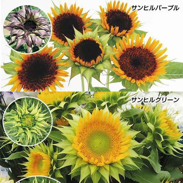 種 花たね ヒマワリ サンヒルセット 2種2袋