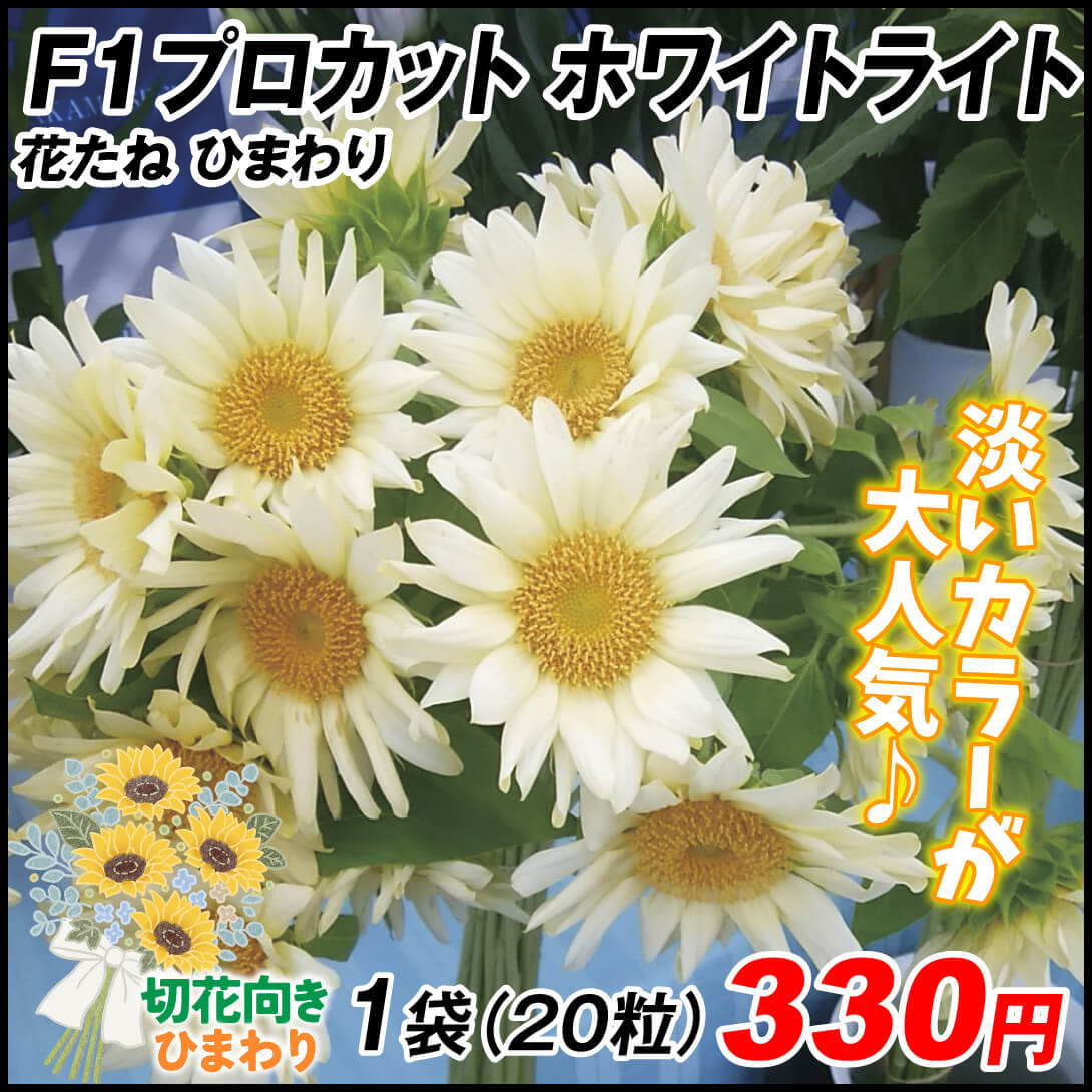 ひまわり　プロカット ホワイトライト