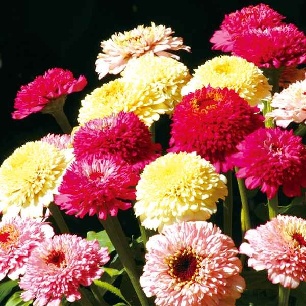 種 花たね 百日草 ジンデレラ ファッションミックス 1袋（25粒)