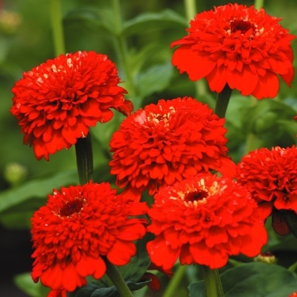 種 花たね 百日草 ジンデレラ レッド 1袋（25粒)