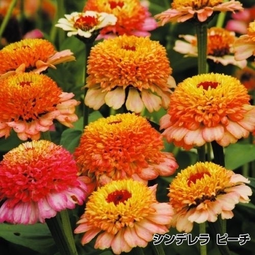 種 花たね 百日草 ジンデレラ ピーチ 1袋（25粒)