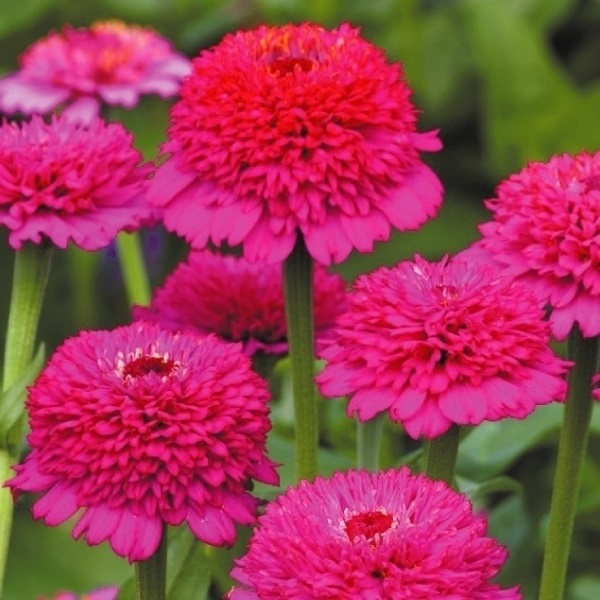 種 花たね 百日草 ジンデレラ パープル 1袋（25粒)