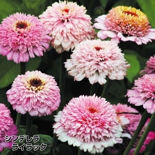 種 花たね 百日草 ジンデレラ ライラック 1袋(25粒)