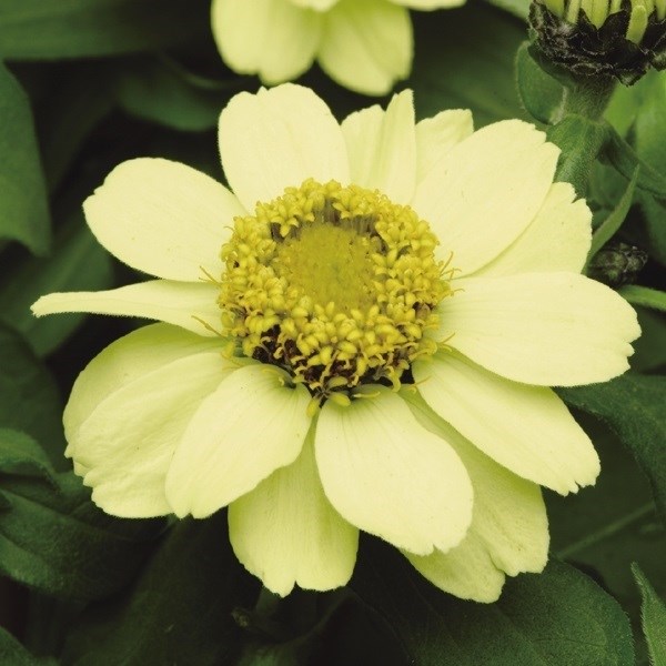 種 花たね 鉢・花壇向き 百日草 ザハラ イエロー 1袋（15粒)