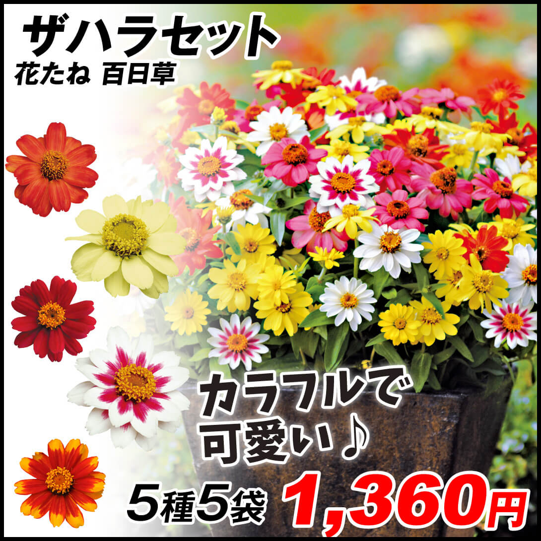 種 花たね 百日草 ザハラセット 5種5袋