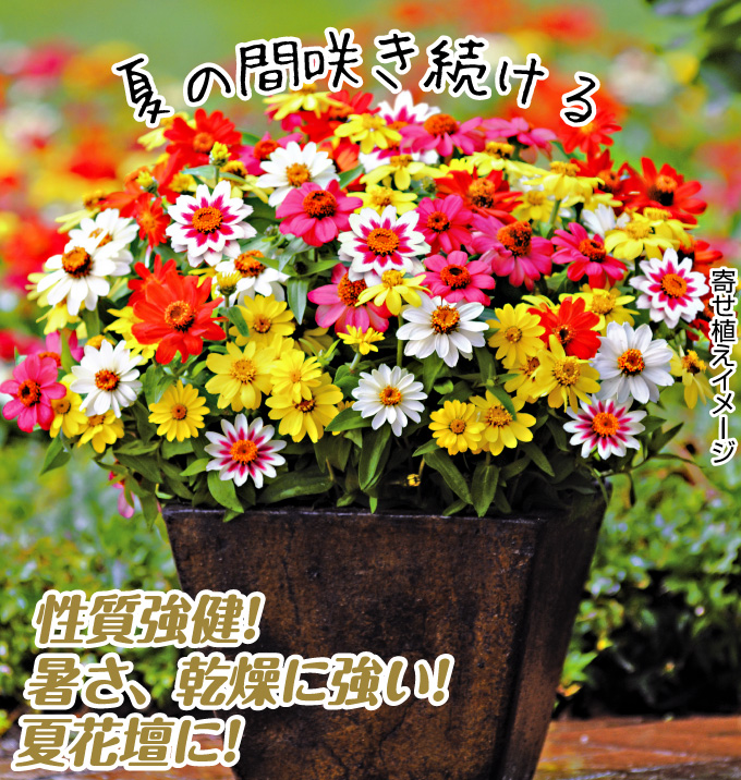 国華園オンラインショップ / 種 花たね 百日草 ザハラセット 5種5袋 国華園オンラインショップ / 種 花たね 百日草 ザハラセット 5種5袋