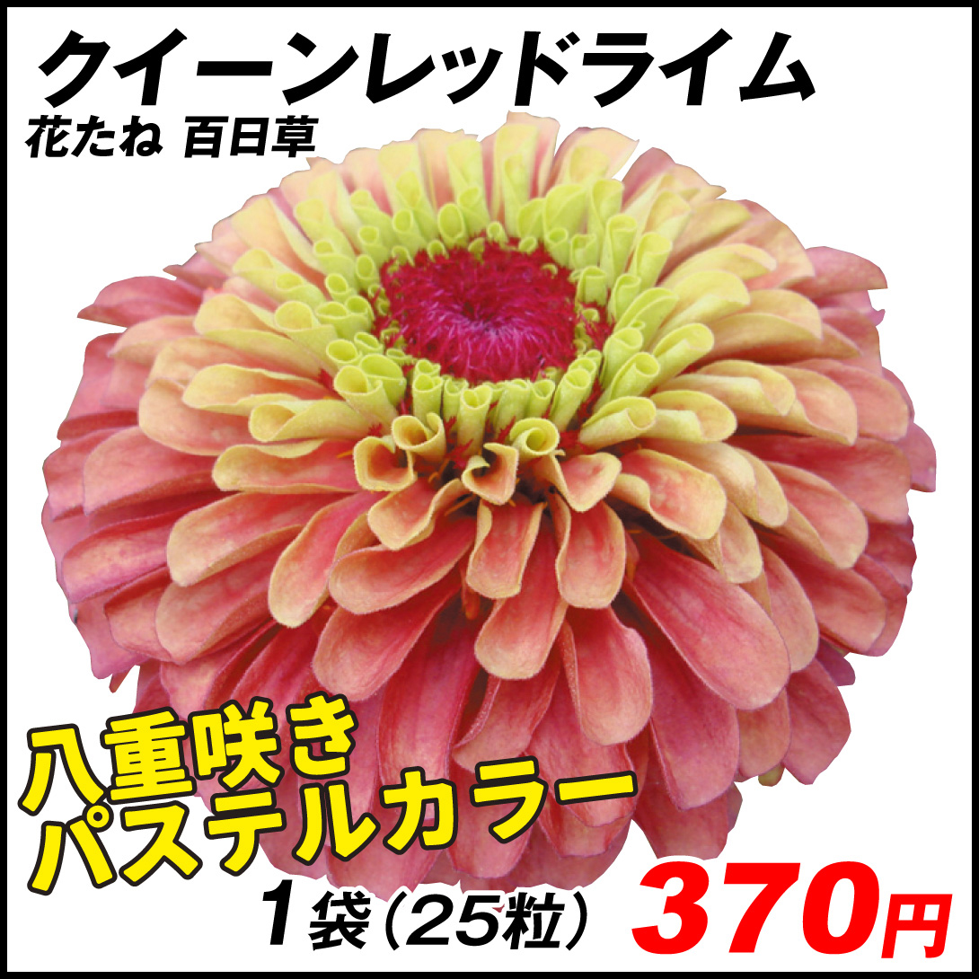種 花たね 百日草 クイーンレッドライム 1袋（25粒)