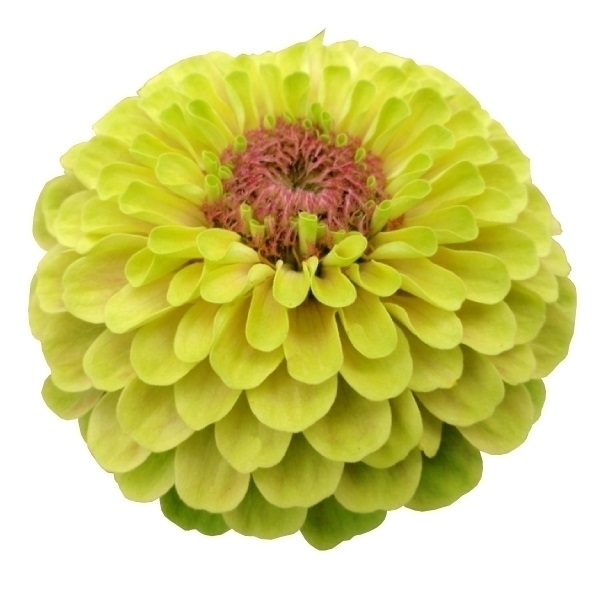 種 花たね 百日草 クイーンライムウィズブロッチ 1袋（25粒)