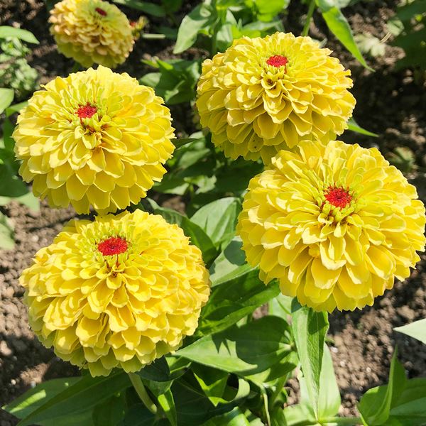 種 花たね 百日草 クイーンレモンピーチ 1袋（25粒)